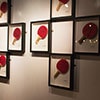 Framed ping pong bats hung up on a wall