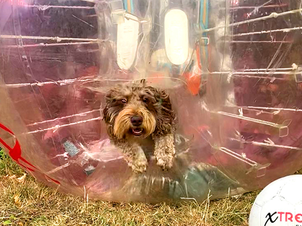 Dog in a bubble football. It’s a Geordie Knockout. Dog Stag do activity #1