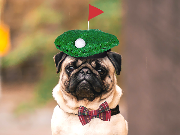 Pug with golf hole hat and bow tie. Dog Stag do activity #5