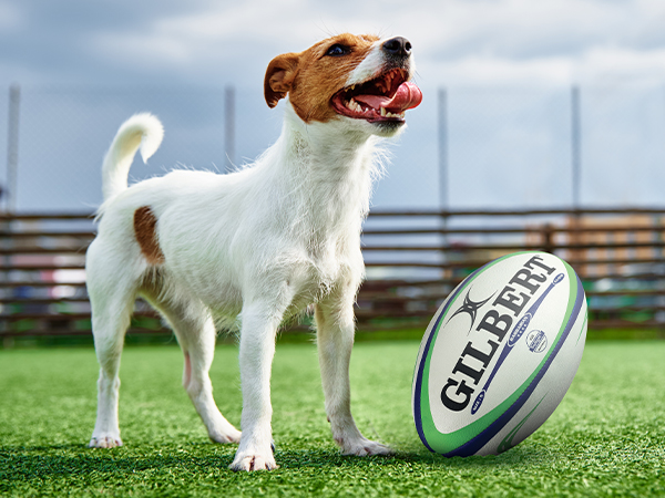 Jack Russell next to a rugby ball. Newcastle Falcons. Dog Stag do activity #6