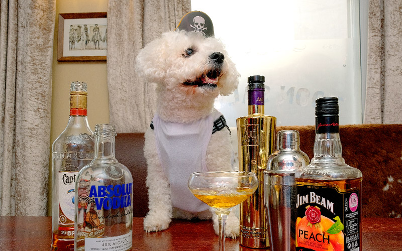 Pirate dog on a stag do surrounded by alcohol on a table. Honeypot House, Newcastle.