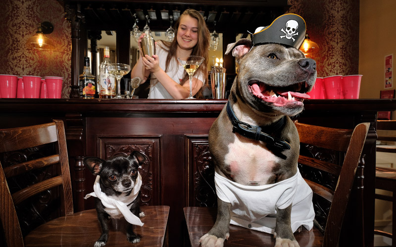 Pirate dogs on a stag do being served by a barmaid at The Toon Saloon, Honeypot House, Newcastle