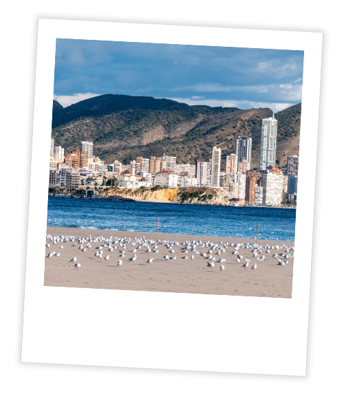A Polaroid of the beach in Benidorm which has loads of birds on it and mountains in the background