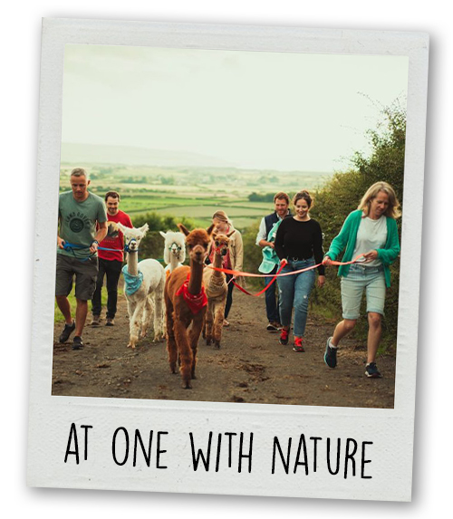 A Polaroid of some people doing llama trekking with the caption At One With Nature