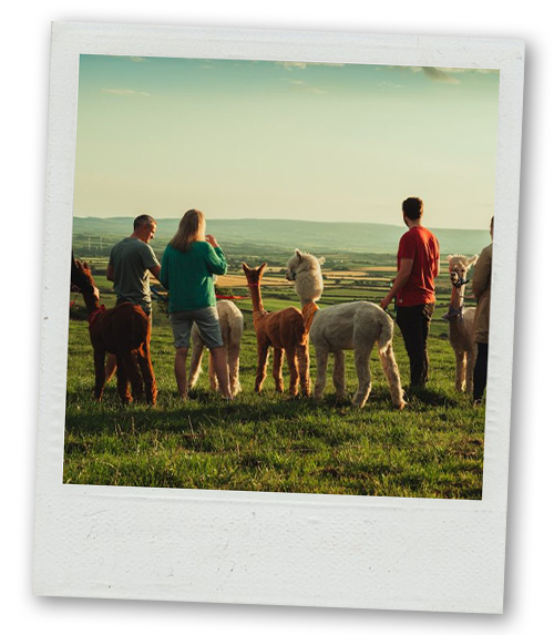 A Polaroid of some people llama trekking