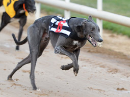 A grey dog running with a bib on in a race at Night at the Dogs