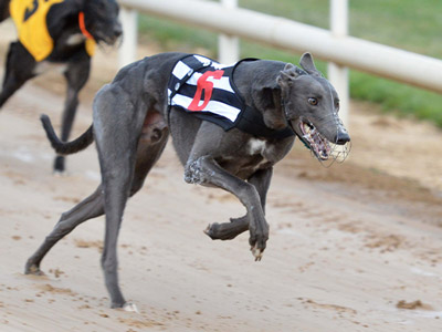 A grey dog running with a bib on in a race at Night at the Dogs