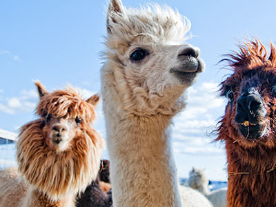 Llama Trekking - Rank #3 Unusual Belfast Stag Activities