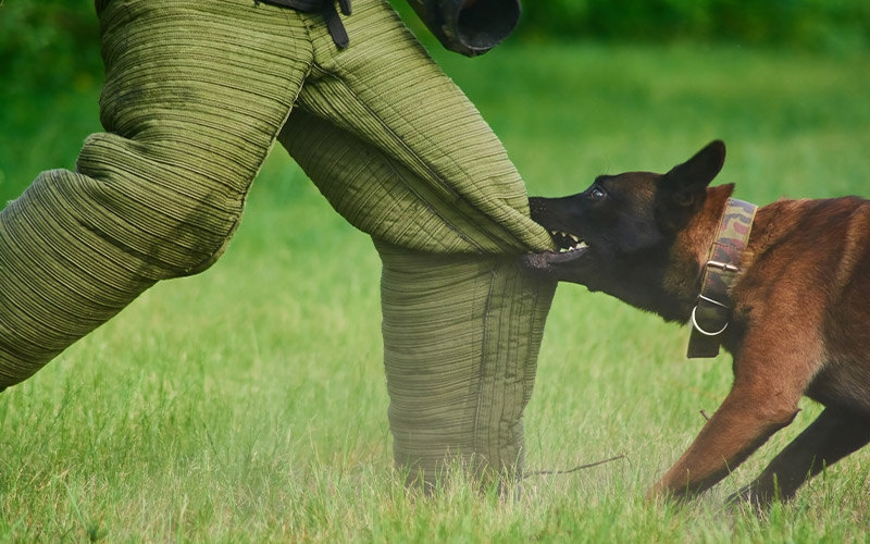 Safety instruction and equipment provided by state police K9 instructor
