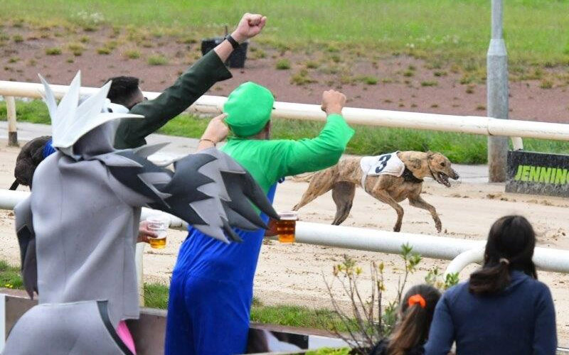 Come on dogs.... let