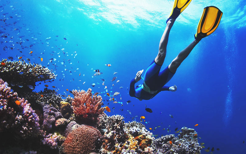 A person diving down to look at the fish under the sea