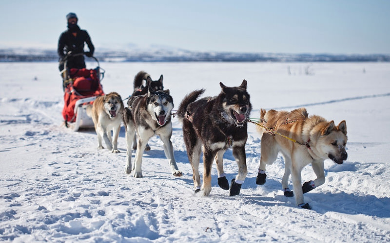 Someone getting pulled along the snow by husky dogs