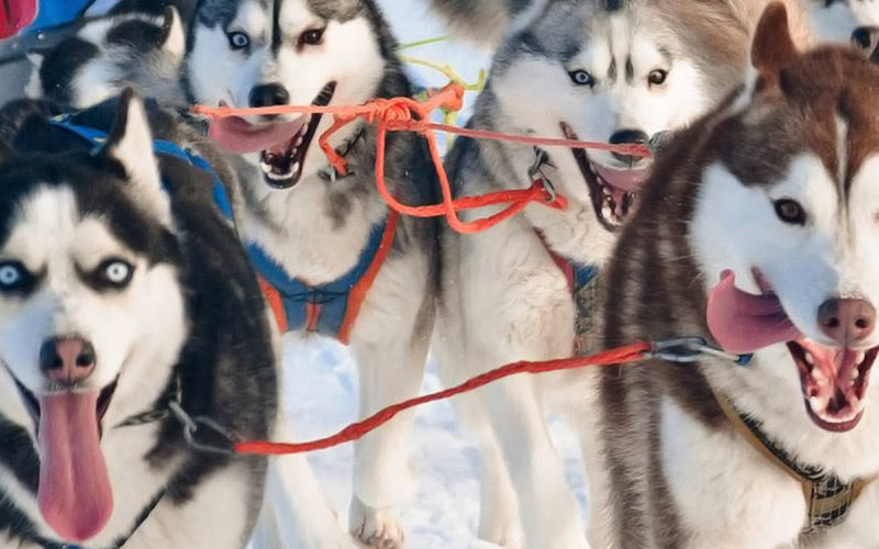 Husky dogs on leads