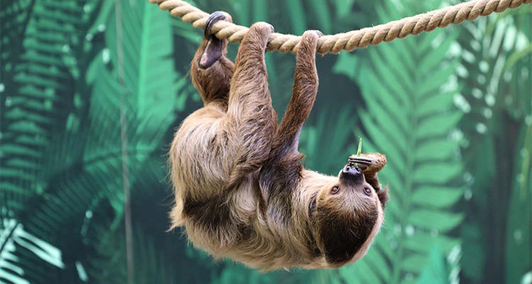 https://media.lastnightoffreedom.co.uk/i/Webpages/stag-guide/cultural-edinburgh-zoo.jpg - Rank #10
