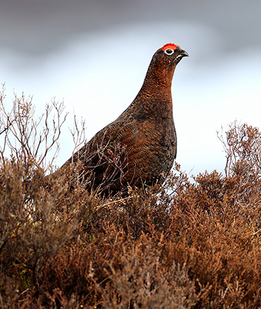 Build Your Own Hen Do