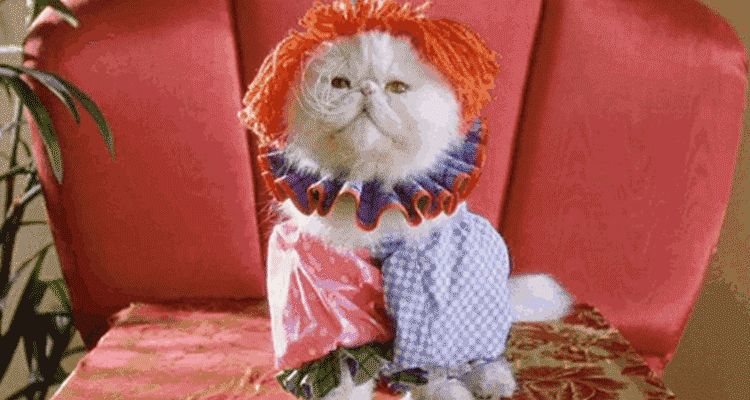 a cat in costumes