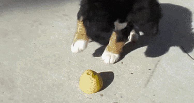 Puppy playing with lemon