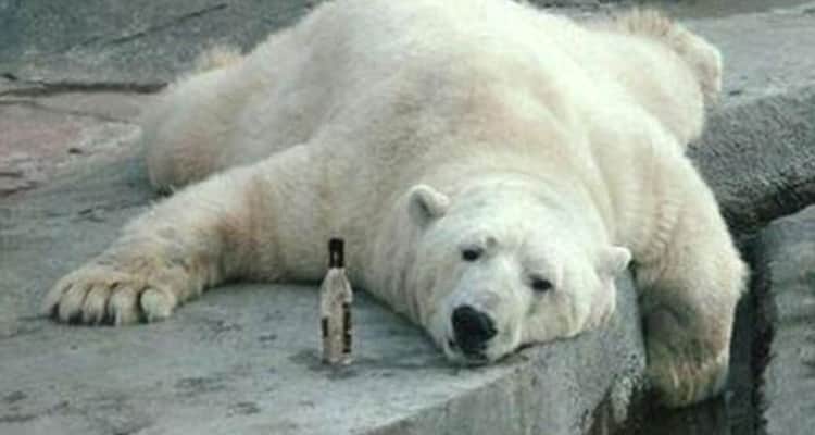 hungover polar bear