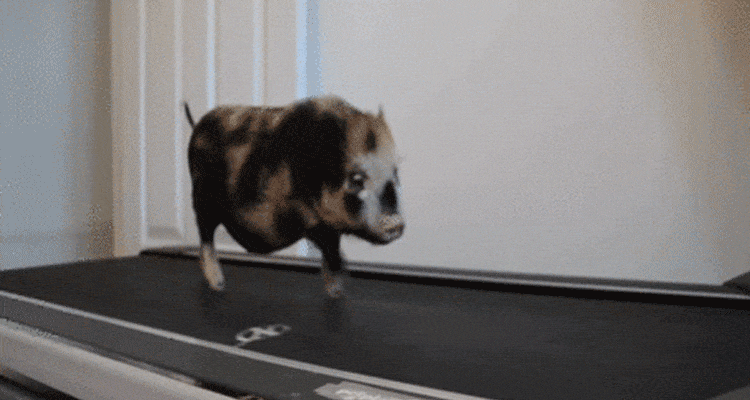 A pig on a treadmill