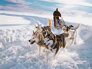 Huskies pulling a sleigh through the snow
