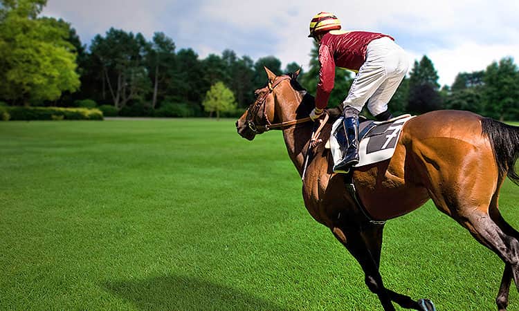 Jockey riding a horse in a plush, green field with a backdrop of trees
