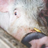 A pig with its snout in the foreground of the camera
